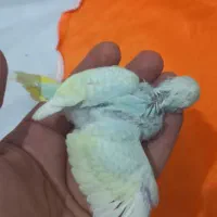 جوجه مرغ عشق