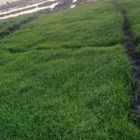 بزره شالی دمسیا