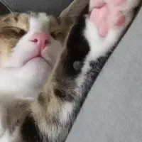 لئو بچه گربه مهربون و بازیگوش|گربه|رشت, منظریه|دیوار