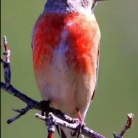 سهره سینه سرخ قناری