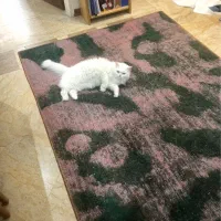 فرش روستیک دستبافت ۴ متری و۱۲ متری|فرش|کیش, |دیوار