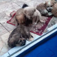 واگذاری توله سگهای آپارتمانی|سگ|مشهد, سناباد|دیوار