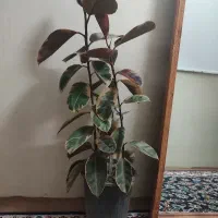 گل فیکوس