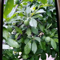 فروش آلوموریتانی و قطره طلا باغ