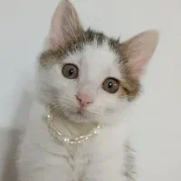 دستبند قلاده ست