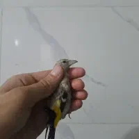 جوجه سهره