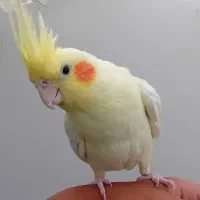 عروس هلندی ماده