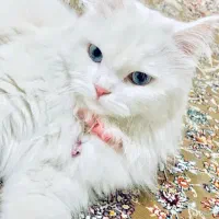 واگذاری فروش