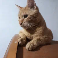 گمشده