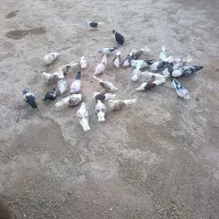 کبوتر|پرنده|چگنی, |دیوار