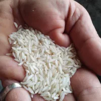 برنج کشاورز