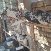 کفتر|پرنده|گیلوان, |دیوار