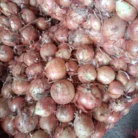 پیاز|خوردنی و آشامیدنی|پارس‌آباد, |دیوار