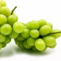 پیشفروش نهال انگور موسکات|خدمات باغبانی و درختکاری|بومهن, |دیوار