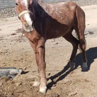 مادیان 4ساله درشت هیکل|اسب و تجهیزات اسبسواری|بجنورد, |دیوار