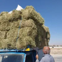 فروش کاه گندم یونجه
