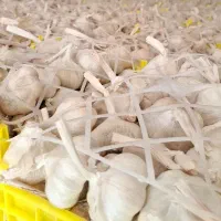 سیر درجه یک همدان|خوردنی و آشامیدنی|مشهد, باغستان|دیوار