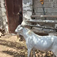 نر سومال|حیوانات مزرعه|بندرلنگه, |دیوار
