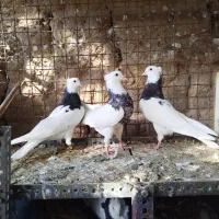 کفتر طوقی دونه 500|پرنده|مهریز, |دیوار