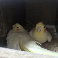 عروس هلندی نر