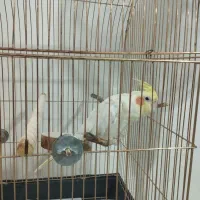 عروس هلندی سخنگو|پرنده|کرمانشاه, |دیوار