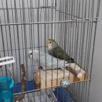 جفت مولد کوتوله برزیلی جوجه برزیلی با دوتا جوجه