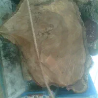 خ ریدچوببالاترین قیمت چوب خشک و تر|خدمات باغبانی و درختکاری|خرمدره, |دیوار