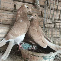 جوجه بعدازظهری بشرط|پرنده|قم, شهرک مهدیه|دیوار