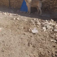 فروش سگ سرابی