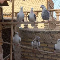 پرشی|پرنده|قم, باغ کرباسی|دیوار