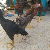 جوجه لاری چهار ماه|حیوانات مزرعه|مشهد, شهید احمدی روشن|دیوار