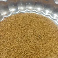 بذریونجه فامنین ونخود دیم