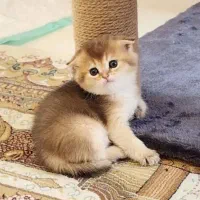 گربه های دلبر