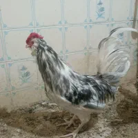 خروس طوسی