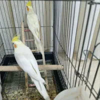 عروس هلندی