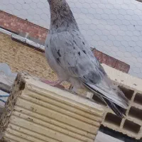 کبوتر.گرفتنی|پرنده|ارومیه, |دیوار