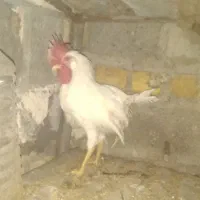 مرغ خانگی خروس سفید