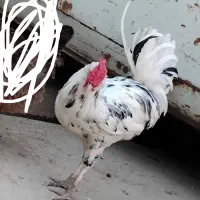 بهترین خروس لاری اصل