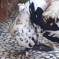 کبوتر دم چتری باپرستویی