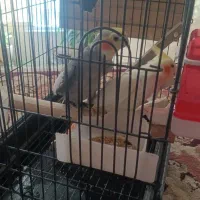 عروس هلندی جفت و دارای لونه چوبی