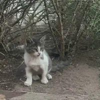 واگذاری گربه، رفسنجان|گربه|رفسنجان, |دیوار