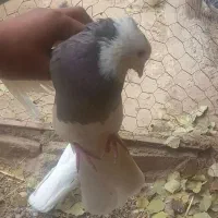 معاوضه طوقی با جوجه نامه بر