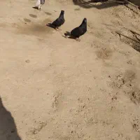 شادگان|پرنده|شادگان, |دیوار
