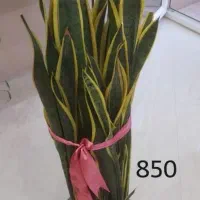 گل های آپارتمانی