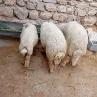 بره نر