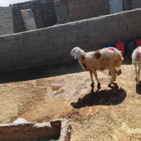 بره نر جمعی زیر قیمت بازار فوری