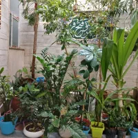 فروش کلکسیونی گلهای پاسیونی