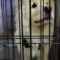 توله چاو چاو 4ماهه