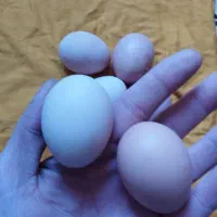 تخم مرغ محلی