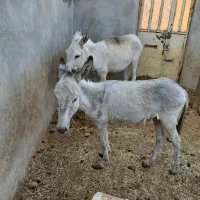 یک عدد خرگله ای جوان|حیوانات مزرعه|خمین, |دیوار